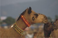 Rajasthan with Jamba Rajasthan with Jamba